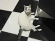 Bolinha