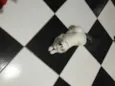 Bolinha
