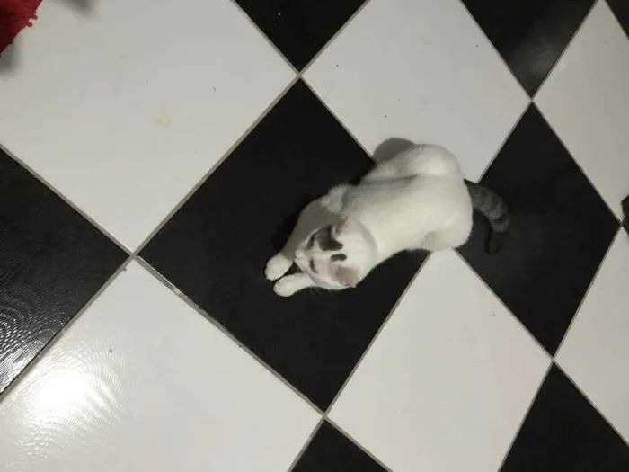 Gato ra a Sem raça Definida idade 2 anos nome Bolinha