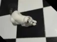 Bolinha