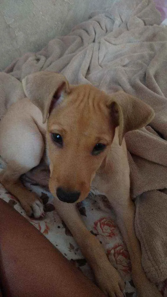 Cachorro ra a Sem raça definida idade 2 a 6 meses nome Belinha