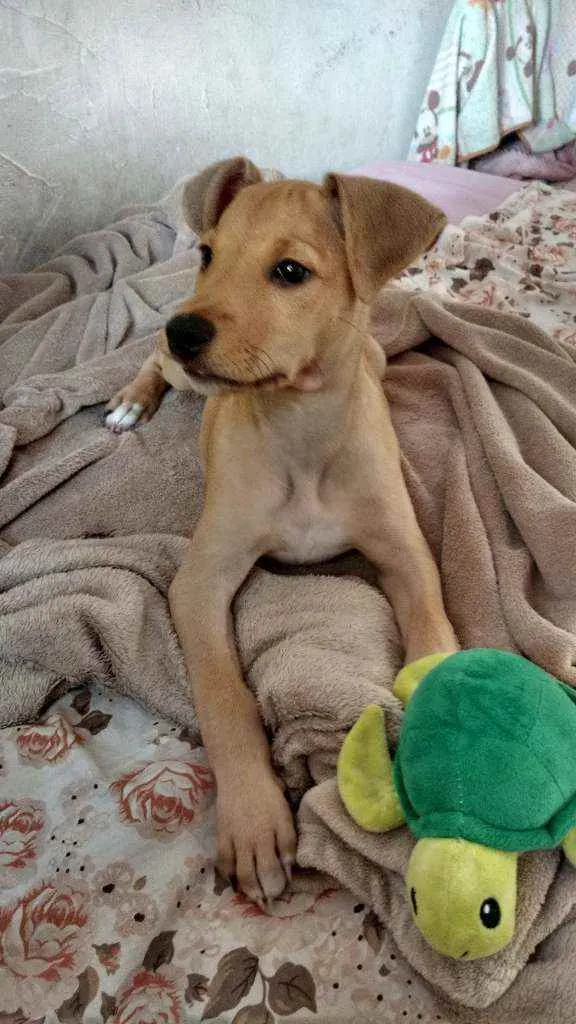 Cachorro ra a Sem raça definida idade 2 a 6 meses nome Belinha