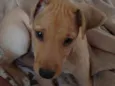 Belinha