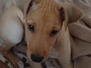 Cachorro raça Sem raça definida idade 2 a 6 meses nome Belinha