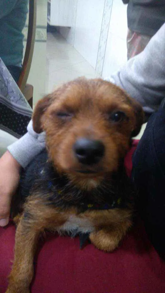 Cachorro ra a sem raça idade 4 anos nome Bob