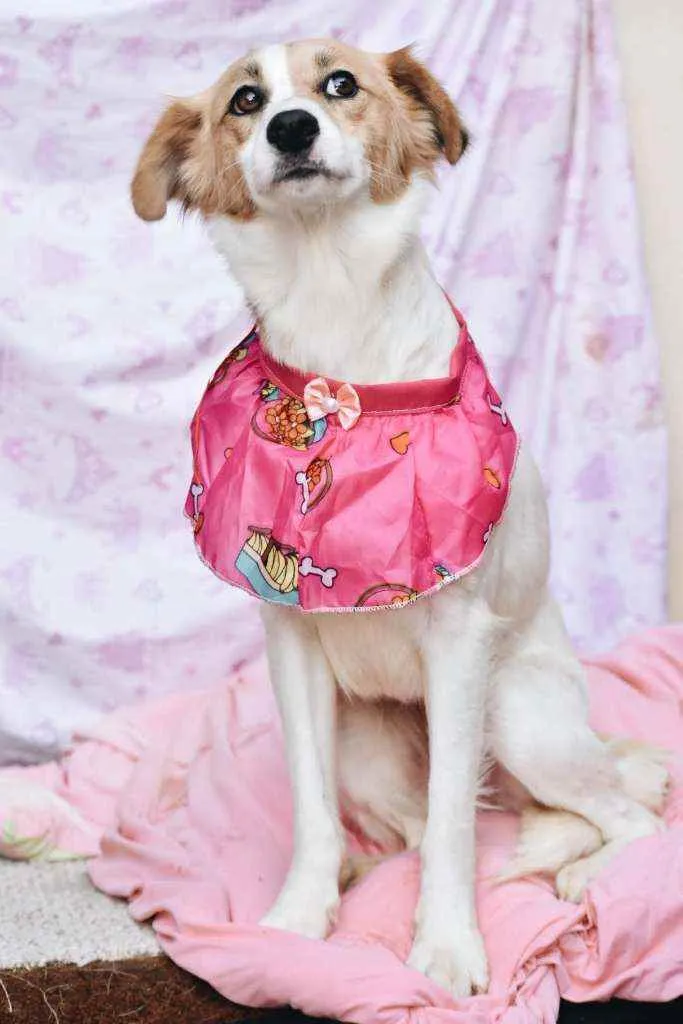 Cachorro ra a SRD idade 2 anos nome Fiona