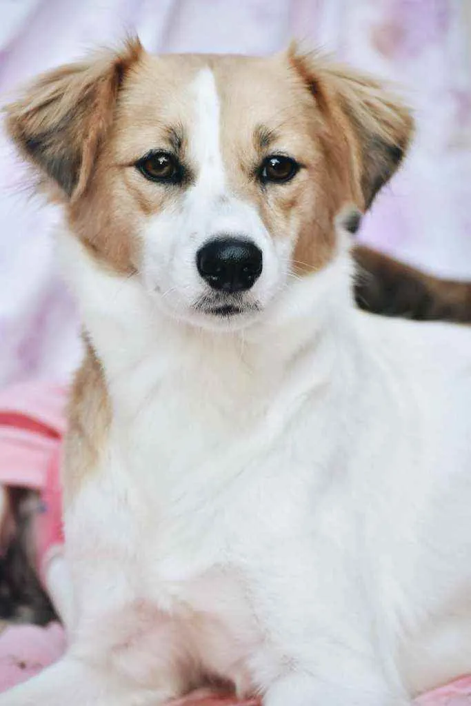 Cachorro ra a SRD idade 2 anos nome Fiona