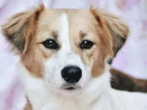Cachorro raça SRD idade 2 anos nome Fiona