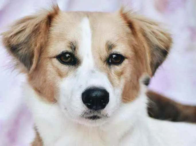 Cachorro ra a SRD idade 2 anos nome Fiona