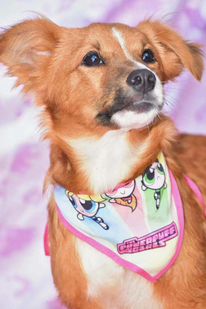 Cachorro ra a SRD idade 7 a 11 meses nome Moon