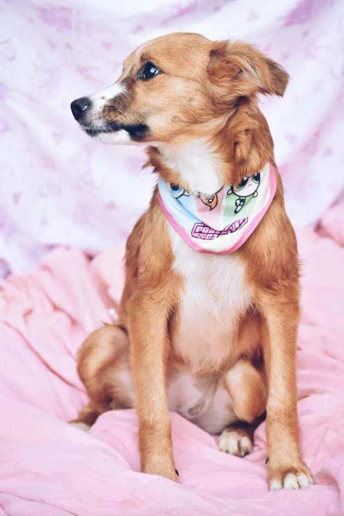 Cachorro ra a SRD idade 7 a 11 meses nome Moon