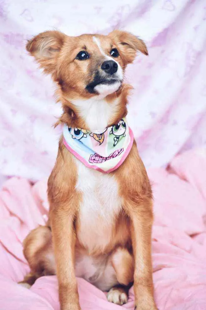 Cachorro ra a SRD idade 7 a 11 meses nome Moon