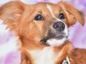 Cachorro raça SRD idade 7 a 11 meses nome Moon