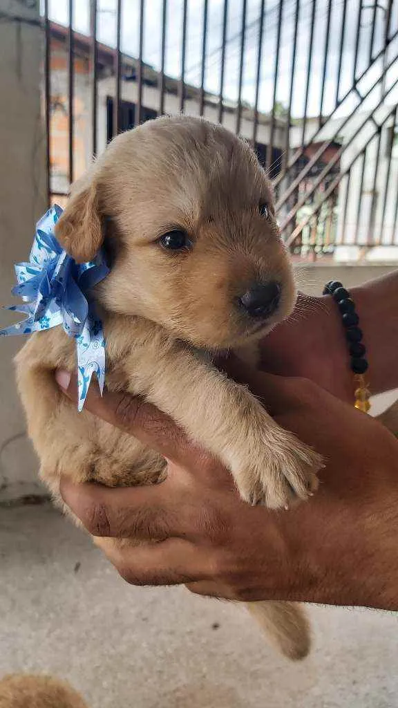 Cachorro raça Labrador misto idade Abaixo de 2 meses nome Filhote