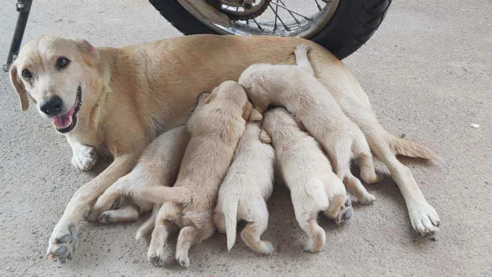 Cachorro raça Labrador misto idade Abaixo de 2 meses nome Filhote