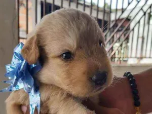 Cachorro raça Labrador misto idade Abaixo de 2 meses nome Filhote
