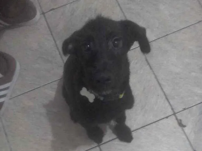 Cachorro ra a SRD idade 2 a 6 meses nome Naruto