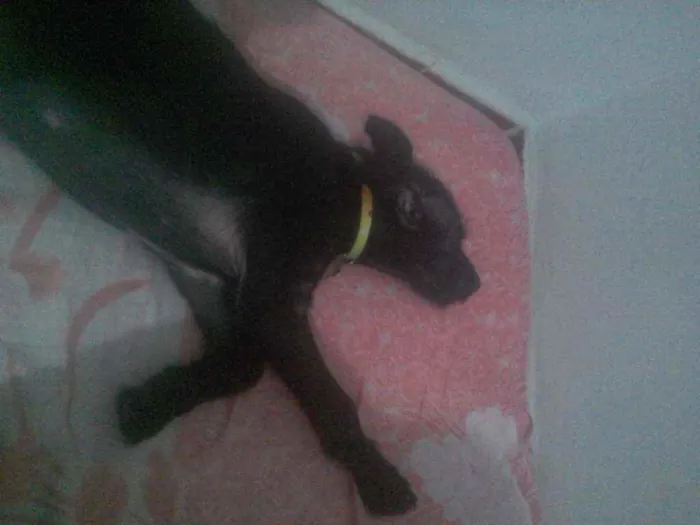 Cachorro ra a SRD idade 2 a 6 meses nome Naruto