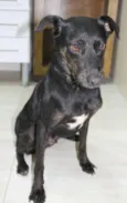Jujuba