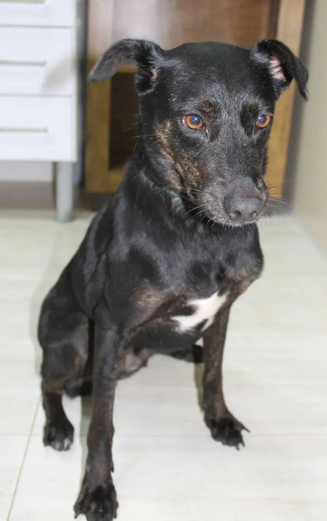 Cachorro raça SRD-ViraLata idade 2 anos nome Jujuba