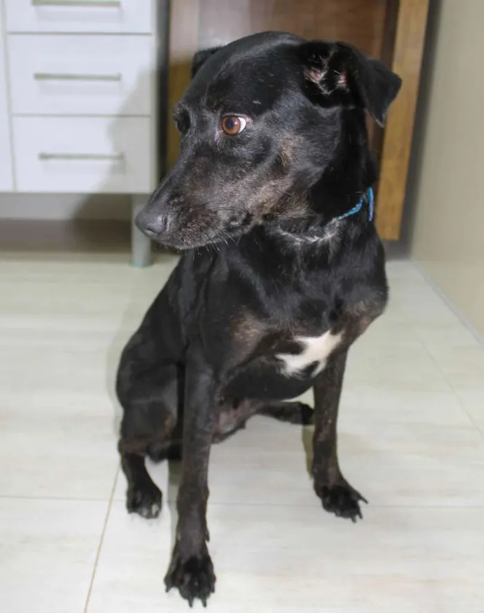 Cachorro raça SRD-ViraLata idade 2 anos nome Jujuba