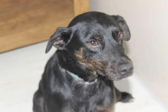 Cachorro raça SRD-ViraLata idade 2 anos nome Jujuba
