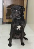 Jujuba