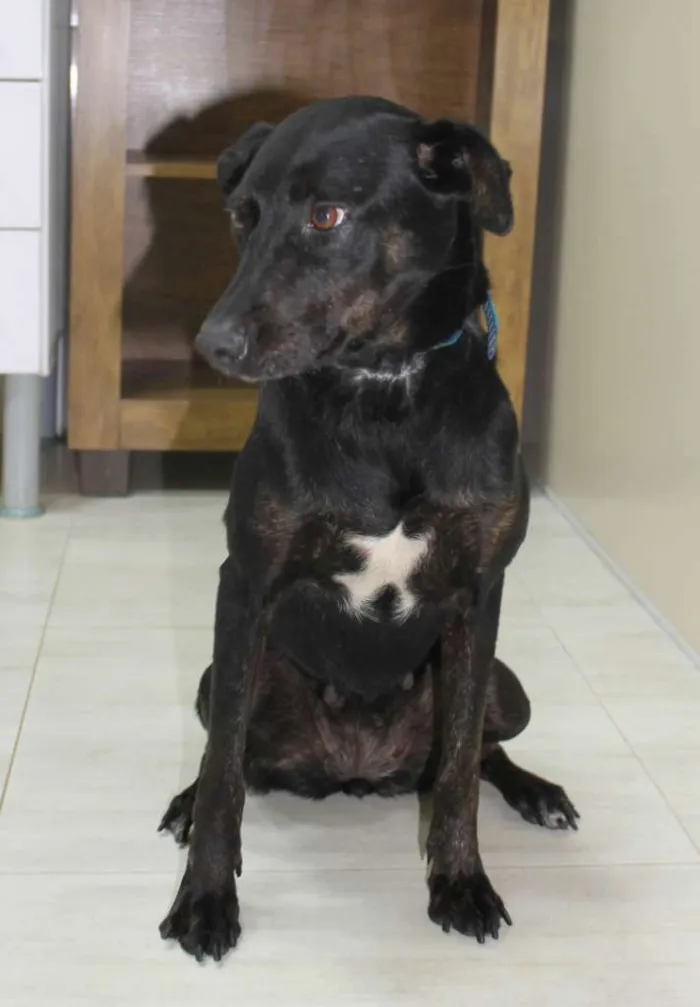 Cachorro raça SRD-ViraLata idade 2 anos nome Jujuba