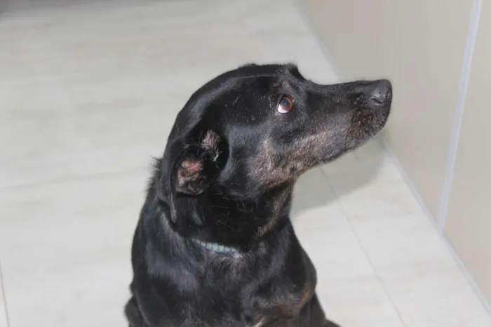 Cachorro raça SRD-ViraLata idade 2 anos nome Jujuba