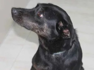 Cachorro raça SRD-ViraLata idade 2 anos nome Jujuba