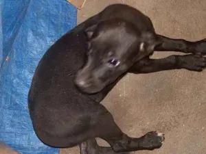 Cachorro raça Indefinida idade Abaixo de 2 meses nome Sem nome