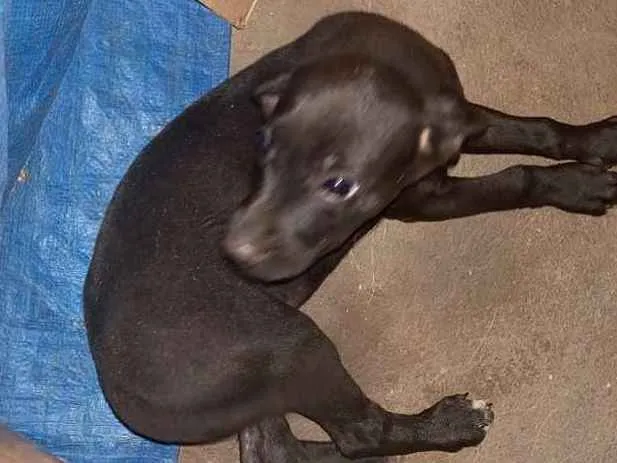 Cachorro ra a Indefinida idade Abaixo de 2 meses nome Sem nome