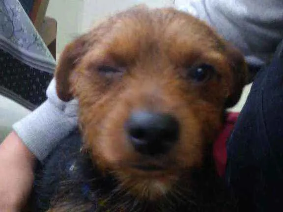 Cachorro ra a sem raça idade 4 anos nome Bob