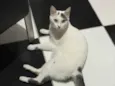 Bolinha