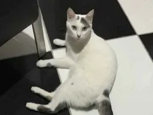 Gato raça Sem raça Definida idade 2 anos nome Bolinha