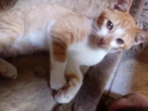 Gato raça Srd idade 2 a 6 meses nome Chiquinha