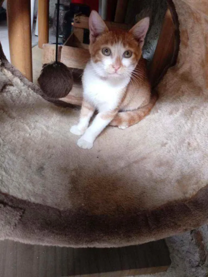 Gato raça Srd idade 2 a 6 meses nome Chiquinha