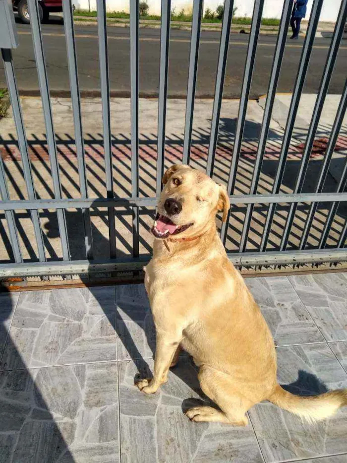 Cachorro ra a Sem raça idade 3 anos nome Zigui