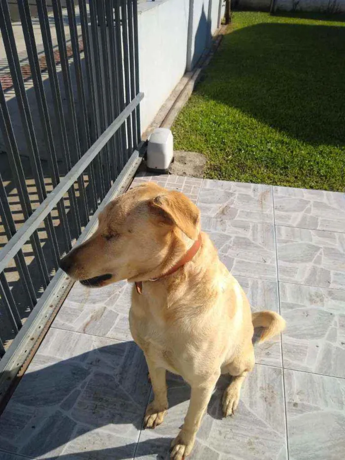 Cachorro ra a Sem raça idade 3 anos nome Zigui