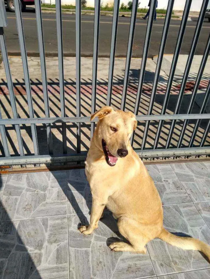 Cachorro ra a Sem raça idade 3 anos nome Zigui