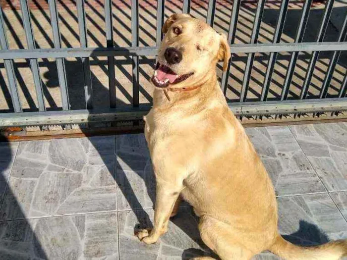 Cachorro ra a Sem raça idade 3 anos nome Zigui