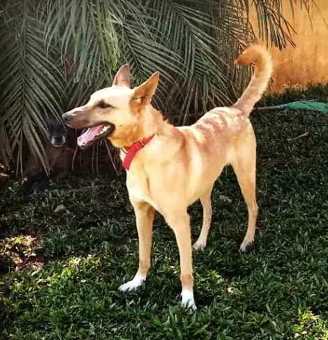 Cachorro ra a  idade 3 anos nome Lolla