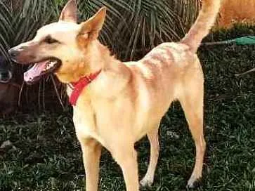 Cachorro ra a  idade 3 anos nome Lolla