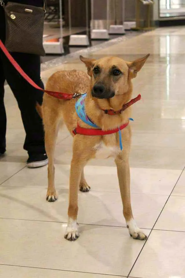 Cachorro ra a  idade 3 anos nome Lolla