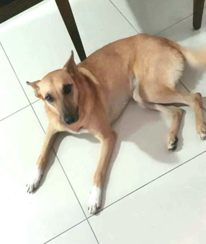Cachorro ra a  idade 3 anos nome Lolla