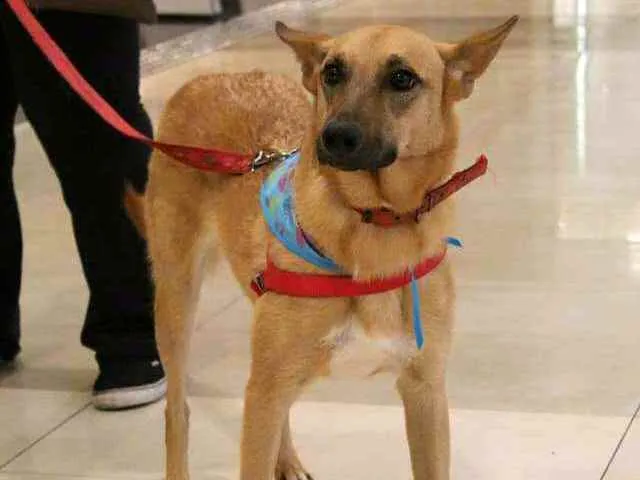 Cachorro ra a  idade 3 anos nome Lolla