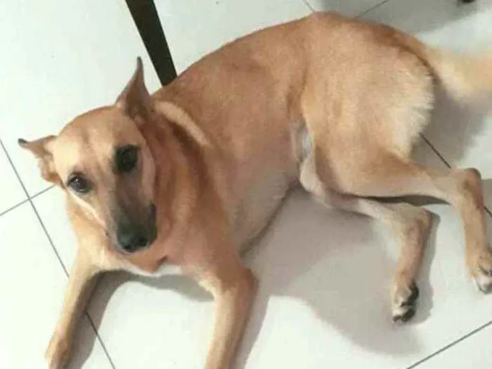Cachorro ra a  idade 3 anos nome Lolla