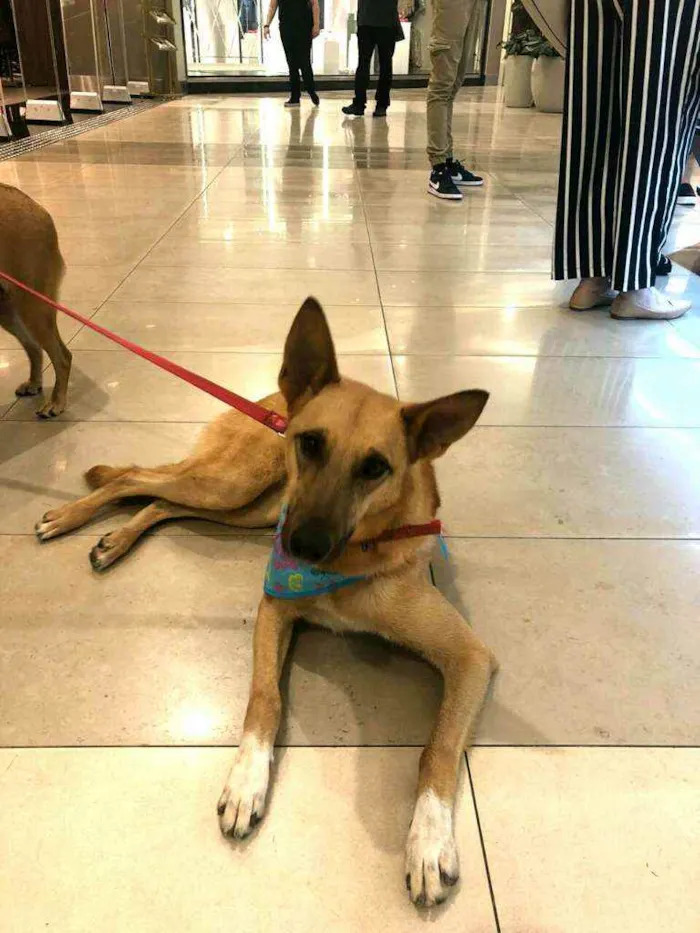 Cachorro ra a  idade 3 anos nome Lolla