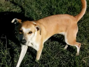 Cachorro raça SRD-ViraLata idade 3 anos nome pandora