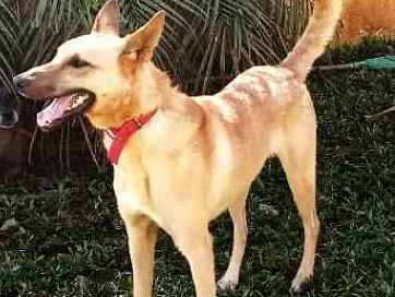 Cachorro ra a  idade 3 anos nome Lolla